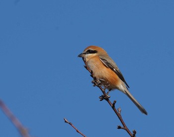 Bull-headed Shrike 倉敷市藤戸町 Tue, 12/6/2022