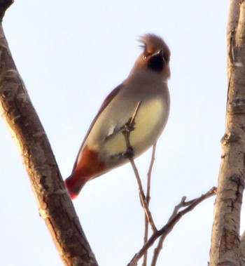 Japanese Waxwing 真駒内 Sun, 12/4/2022