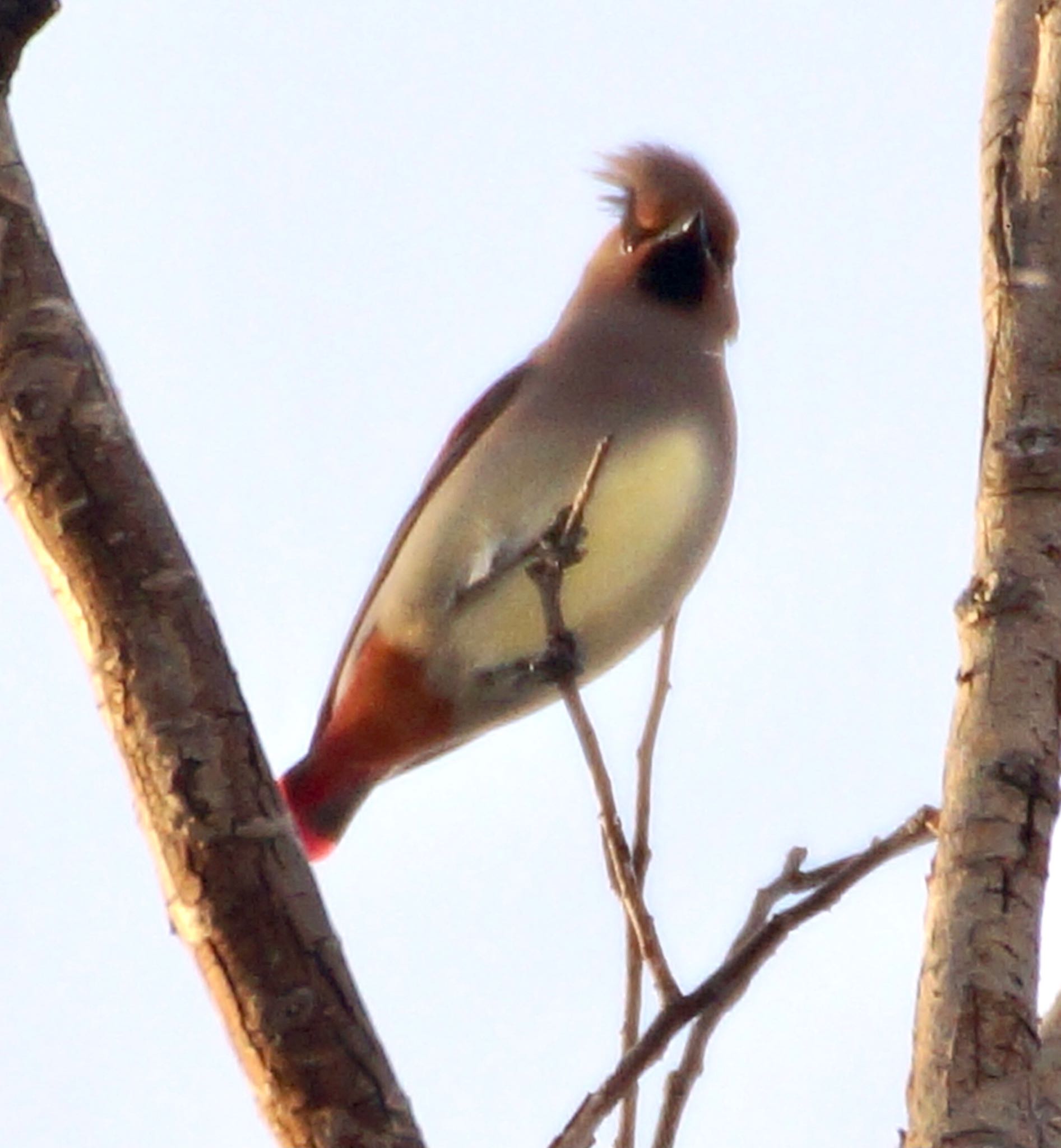 Photo of Japanese Waxwing at 真駒内 by xuuhiro