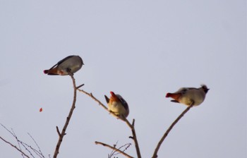 Japanese Waxwing 真駒内 Sun, 12/4/2022