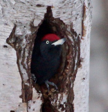 Black Woodpecker Makomanai Park Tue, 12/6/2022