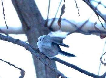 Long-tailed tit(japonicus) Makomanai Park Tue, 12/6/2022