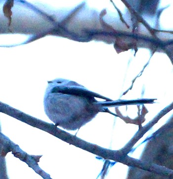 Long-tailed tit(japonicus) Makomanai Park Tue, 12/6/2022