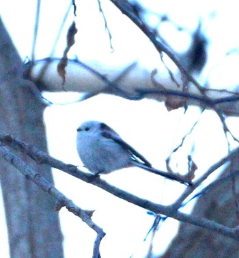 Long-tailed tit(japonicus) Makomanai Park Tue, 12/6/2022