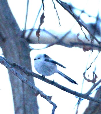 Long-tailed tit(japonicus) Makomanai Park Tue, 12/6/2022