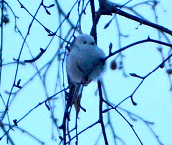 Long-tailed tit(japonicus) Makomanai Park Tue, 12/6/2022