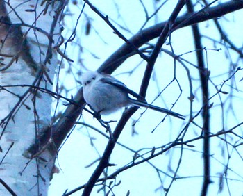 Long-tailed tit(japonicus) Makomanai Park Tue, 12/6/2022