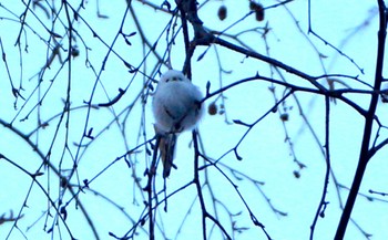 Long-tailed tit(japonicus) Makomanai Park Tue, 12/6/2022