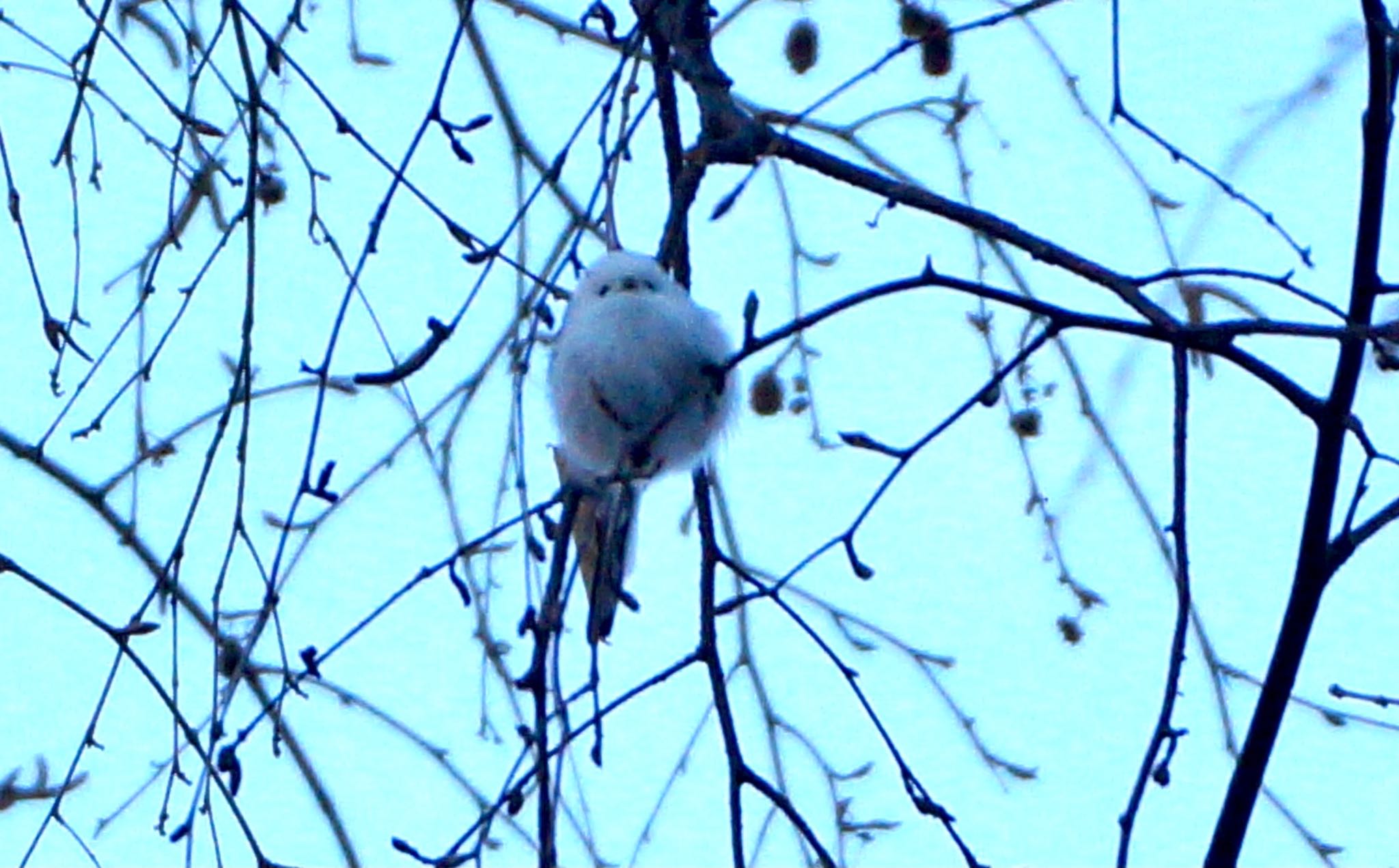 Photo of Long-tailed tit(japonicus) at Makomanai Park by xuuhiro