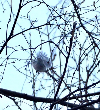 Long-tailed tit(japonicus) Makomanai Park Tue, 12/6/2022