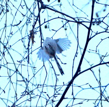 Long-tailed tit(japonicus) Makomanai Park Tue, 12/6/2022