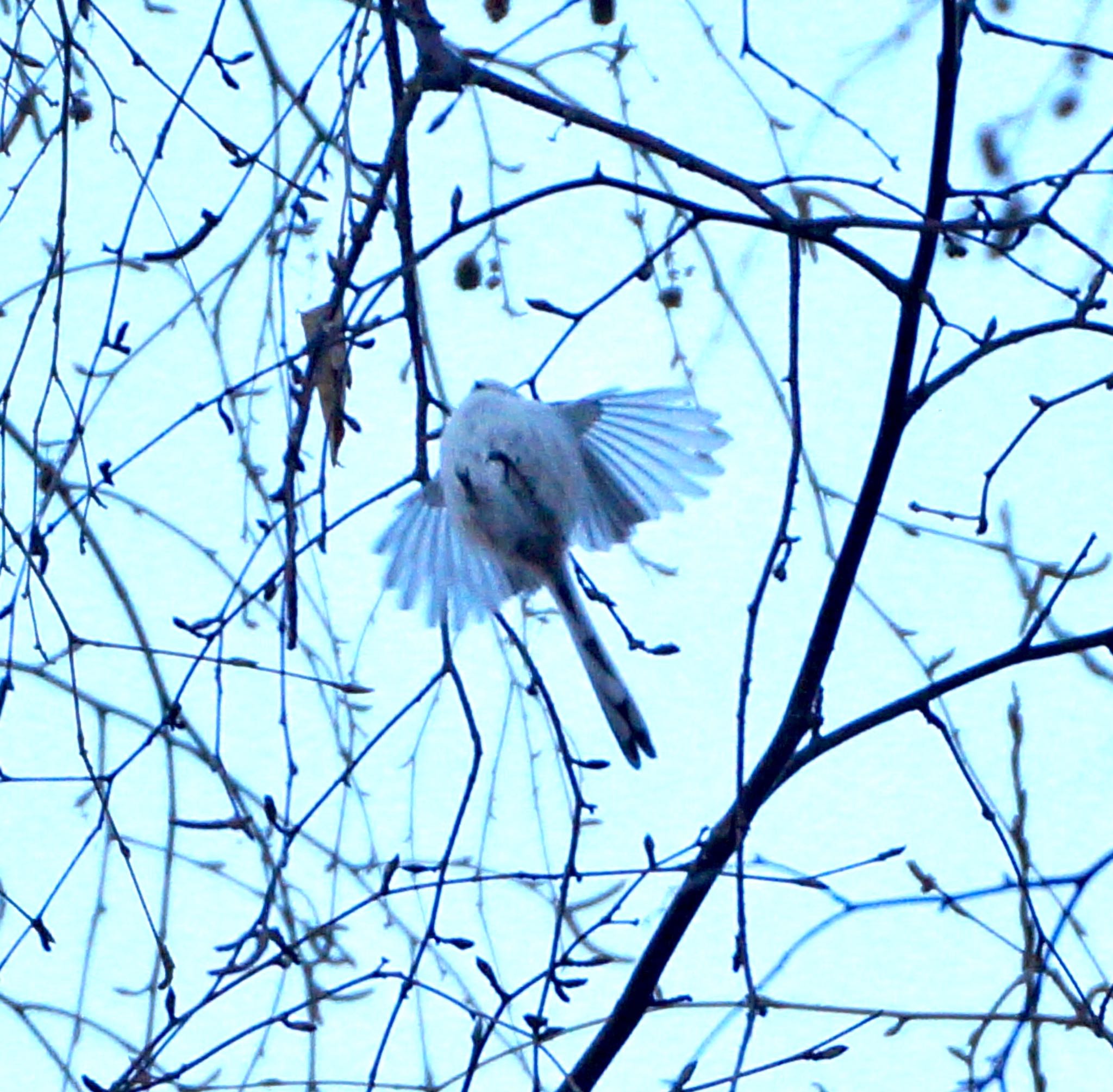 Photo of Long-tailed tit(japonicus) at Makomanai Park by xuuhiro