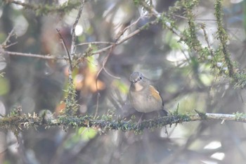 Red-flanked Bluetail 栃木県 Sun, 12/4/2022