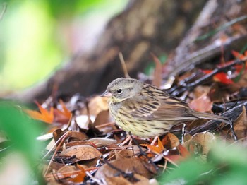 Masked Bunting Unknown Spots Tue, 12/6/2022