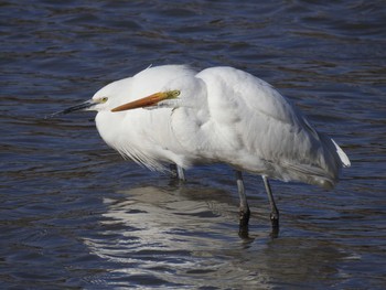 Great Egret(modesta)  兵庫県稲美町 Sun, 2/4/2018