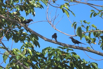 オナガテリカラスモドキ Cattana Wetlands(Cairns) 2022年10月9日(日)