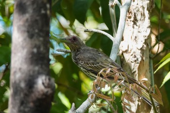 メガネコウライウグイス Cattana Wetlands(Cairns) 2022年10月9日(日)