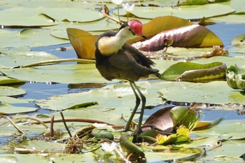 トサカレンカク Cattana Wetlands(Cairns) 2022年10月9日(日)