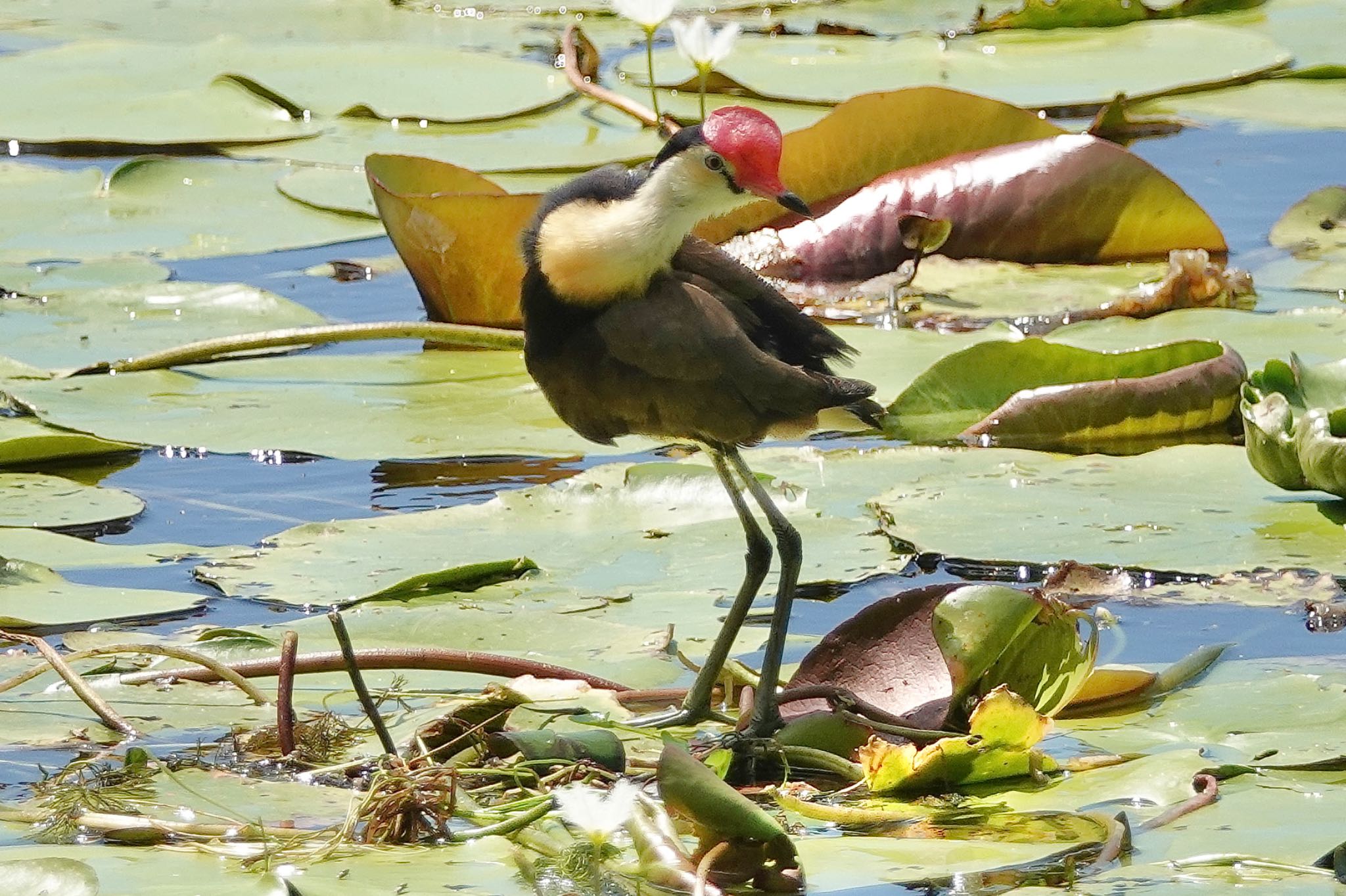 トサカレンカク