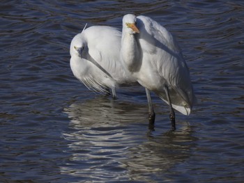 Little Egret 兵庫県稲美町 Sun, 2/4/2018