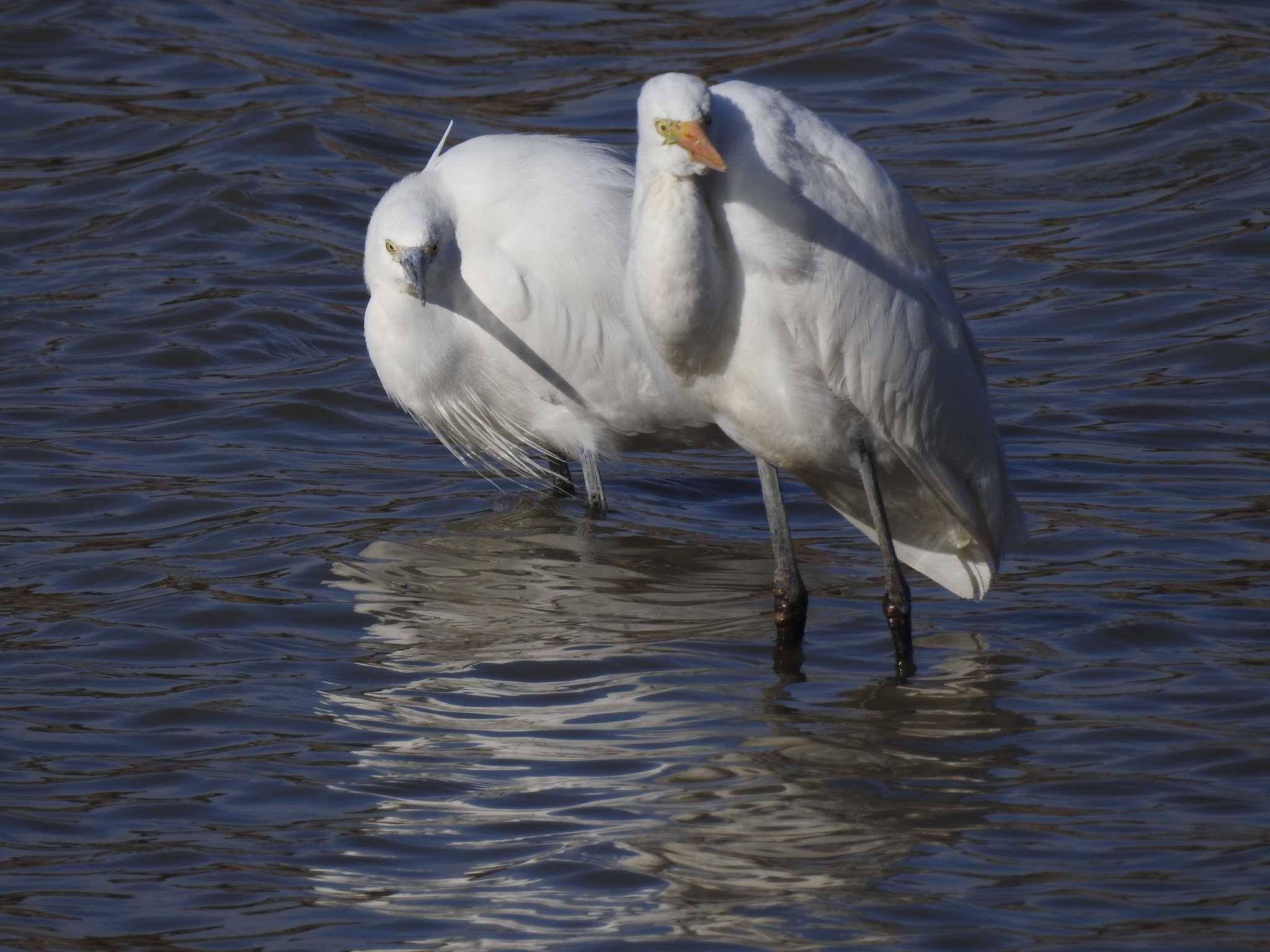 Little Egret