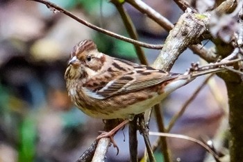 Rustic Bunting 東京都 Thu, 12/1/2022