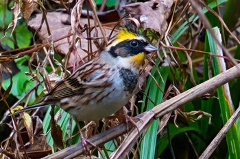 Yellow-throated Bunting 東京都 Thu, 12/1/2022