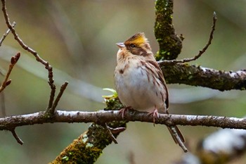 Yellow-throated Bunting 東京都 Thu, 12/1/2022