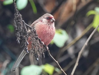 2022年12月6日(火) 早戸川林道の野鳥観察記録