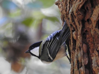 Japanese Tit 兵庫県稲美町 Mon, 2/12/2018