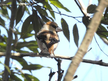 Hawfinch 兵庫県稲美町 Mon, 2/12/2018