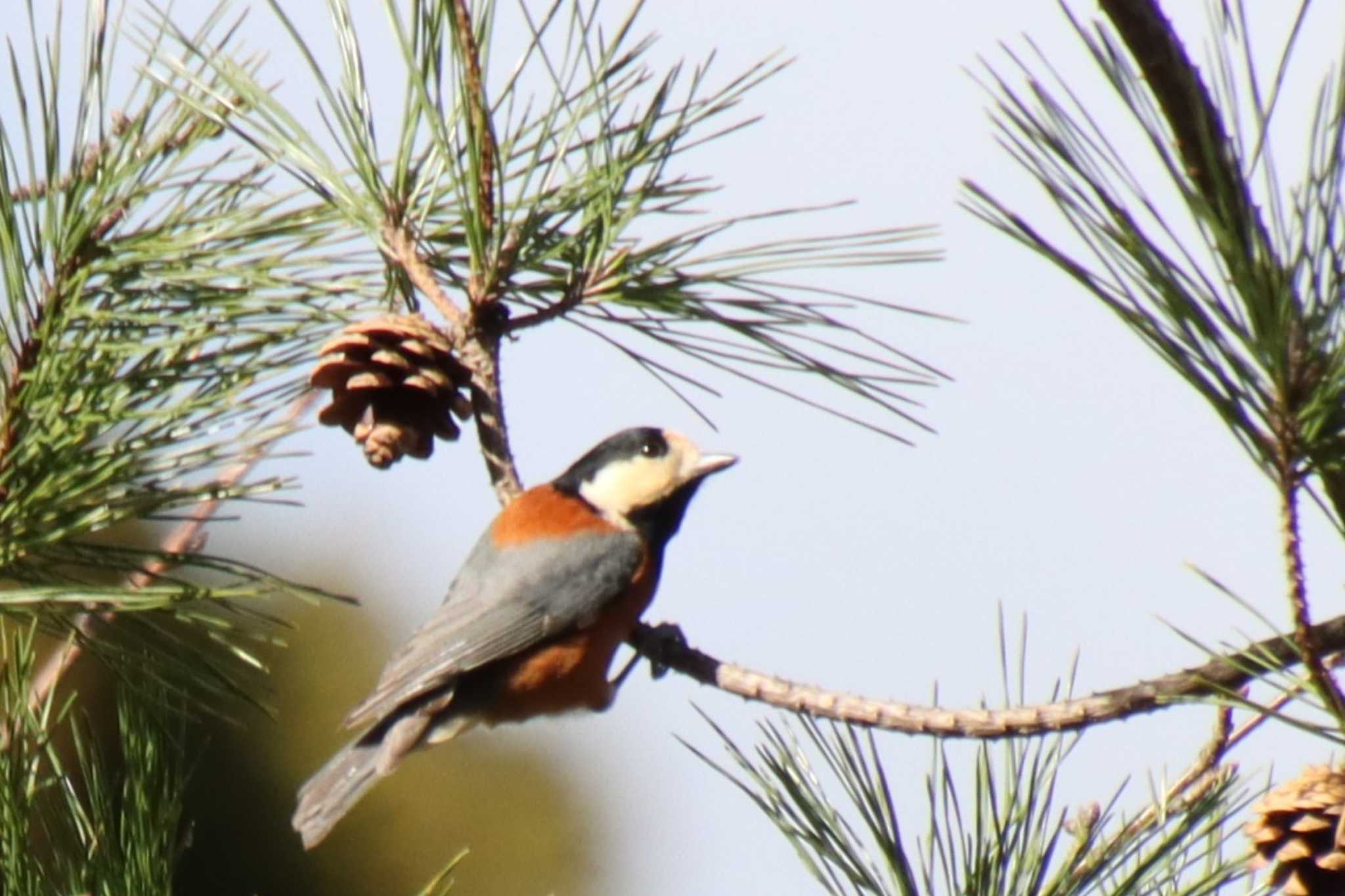 Varied Tit