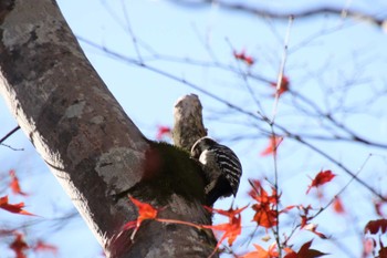 コゲラ 桂川 2022年12月6日(火)