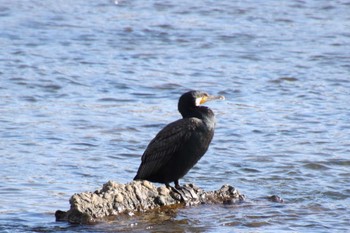 2022年12月6日(火) 桂川の野鳥観察記録