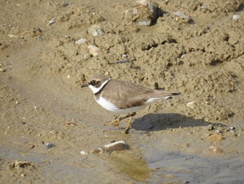 Little Ringed Plover 兵庫県稲美町 Mon, 2/12/2018