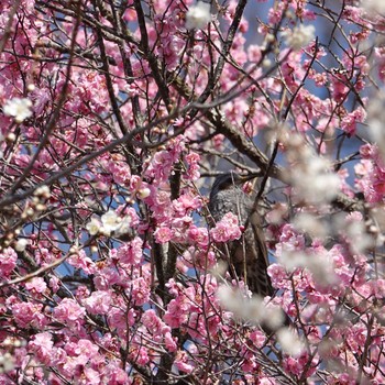 ヒヨドリ 茨城県 筑波山梅林 2018年3月4日(日)