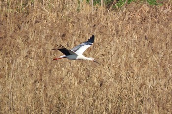 コウノトリ 渡良瀬遊水地 2022年12月4日(日)