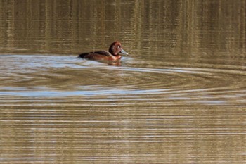 2022年12月4日(日) 渡良瀬遊水地の野鳥観察記録