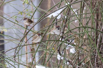 Eurasian Tree Sparrow 北海道大学 Sat, 12/3/2022