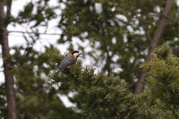 Varied Tit 北海道大学 Sat, 12/3/2022