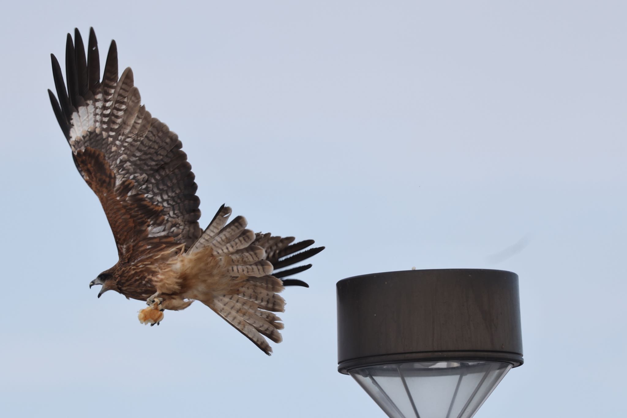 Black Kite