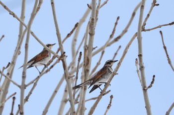 2022年12月6日(火) 札幌モエレ沼公園の野鳥観察記録