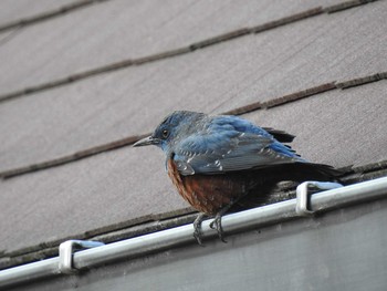 Mon, 2/12/2018 Birding report at 兵庫県稲美町