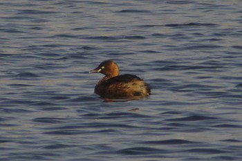 Little Grebe 多摩川二ヶ領宿河原堰 Sun, 3/4/2018