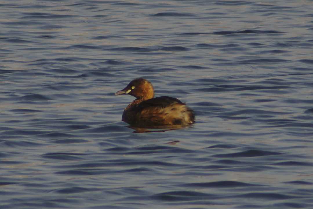 Little Grebe