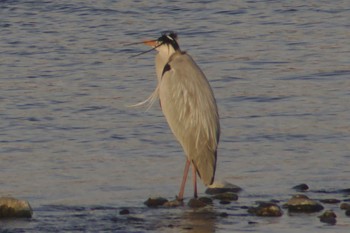 Grey Heron 多摩川二ヶ領宿河原堰 Sun, 3/4/2018