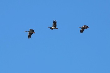 カササギガン Cattana Wetlands(Cairns) 2022年10月9日(日)