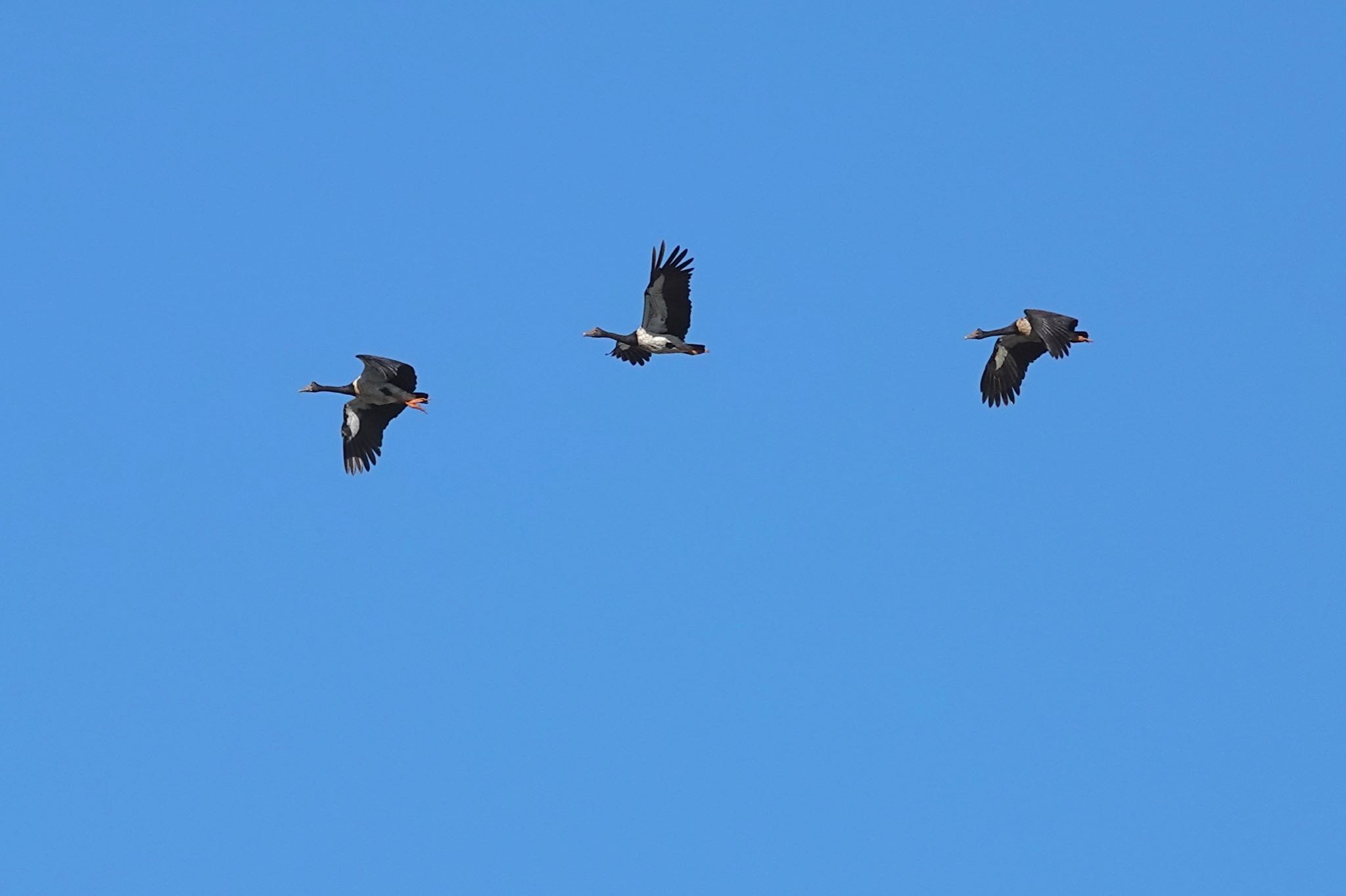 Cattana Wetlands(Cairns) カササギガンの写真 by のどか