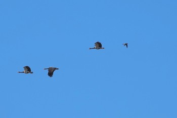 アマツバメ Cattana Wetlands(Cairns) 2022年10月9日(日)