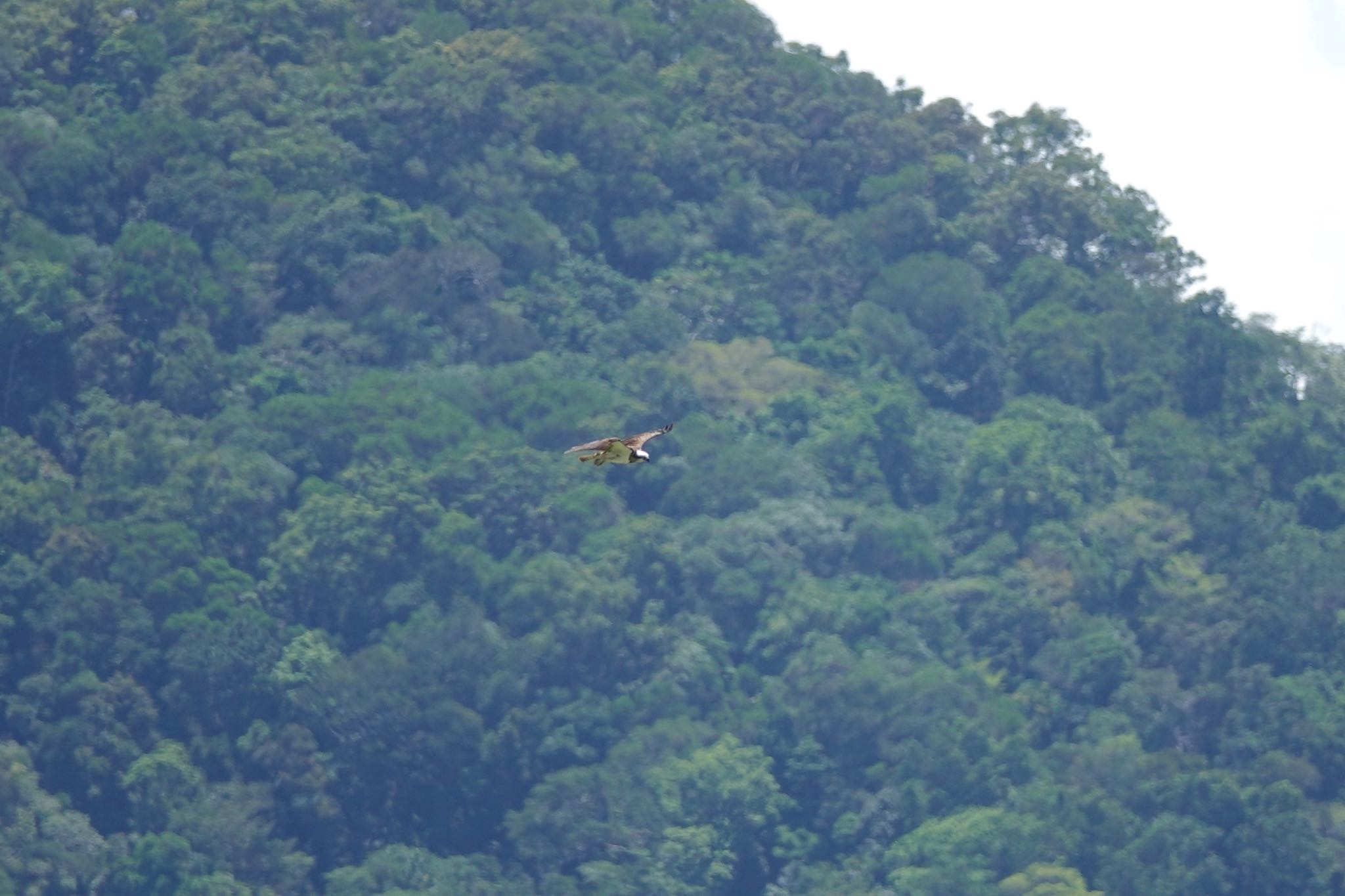 Cattana Wetlands(Cairns) カンムリミサゴの写真 by のどか